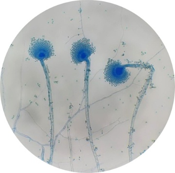 Aspergillus oryzae