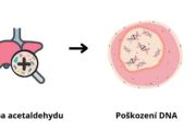 Znázornění procesu, kdy konzumace alkoholu způsobuje vznik toxické látky acetaldehyd, která poškozuje DNA. Vědecký tým z ÚOCHB popsal, jak buňky poškozenou genetickou informaci opravují.