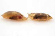 Kukly: Vylíhne se hostitel, nebo vetřelec? Obě kukly patří octomilce Drosophila melanogaster, ale v té napravo se připravuje k vylíhnutí parazitická vosička Leptopilina boulardi. 