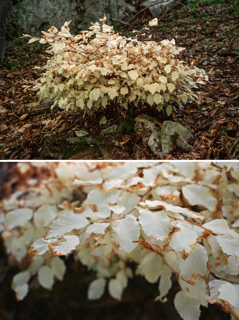 Bílý buk v Moravském krasu objevil Zdeněk Špíšek před 20 lety. Vyživuje jej buď jiný cizí strom, se kterým srostl, nebo houby. Bez této „rodičovské“ podpory by strom samostatně nedokázal existovat. Listy bez chlorofylu nejsou schopné jej samostatně uživit. Zahyne-li zdroj jeho obživy, brzy zahyne také.